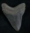 Black Georgia Megalodon Tooth #5546-1